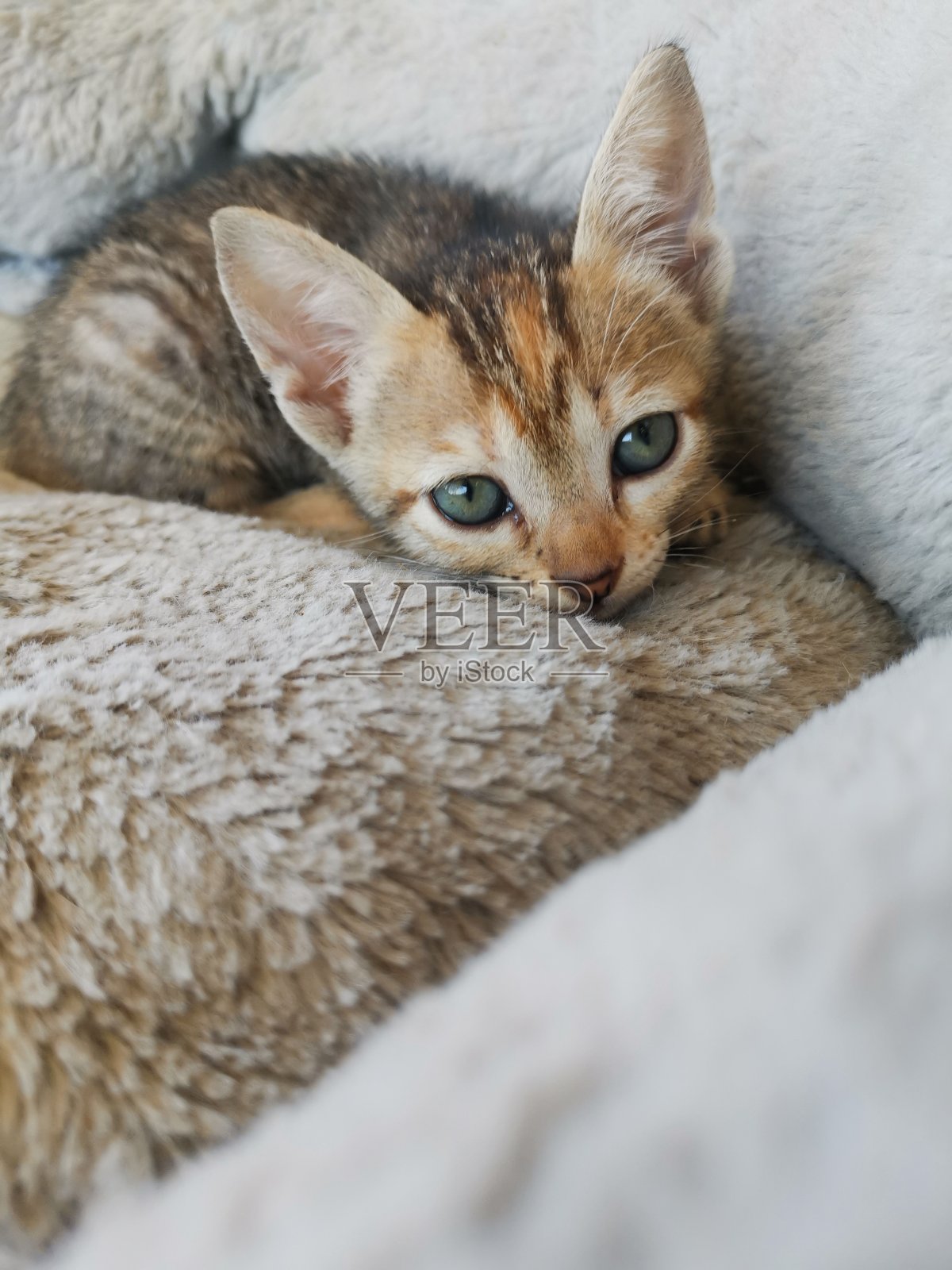 小猫照片摄影图片