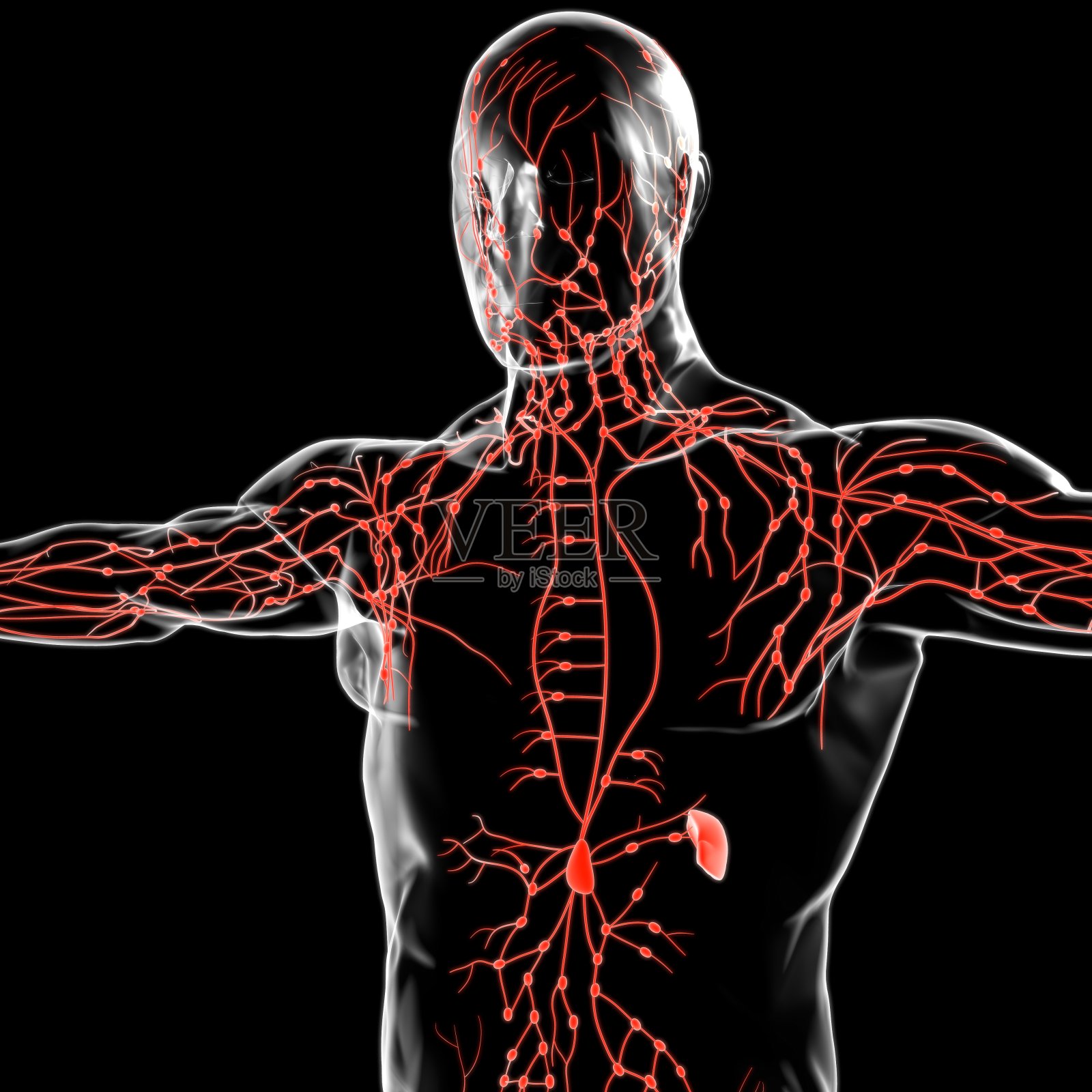 人体淋巴结解剖用于医学概念3D渲染照片摄影图片