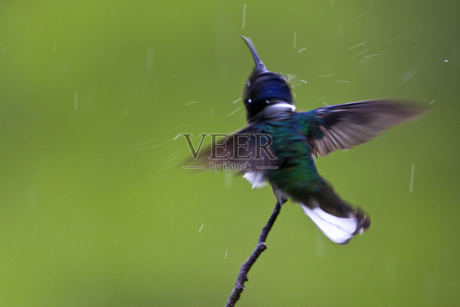 White-necked雅各宾派的照片摄影图片