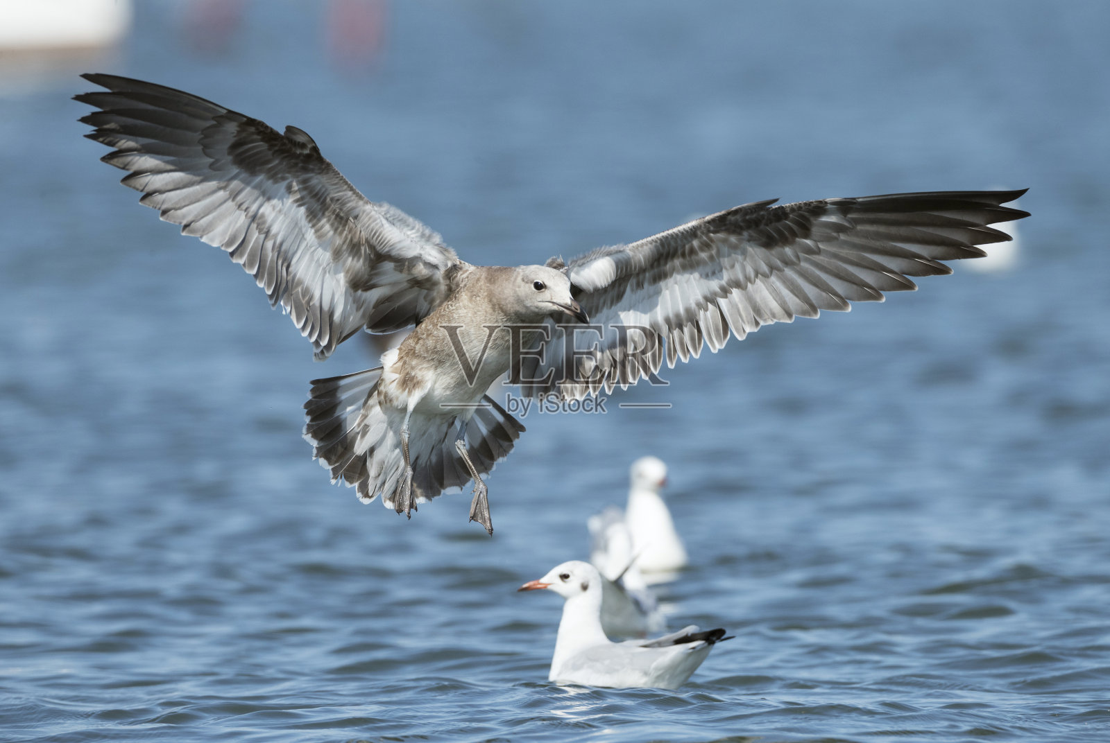 来自西班牙的鸟图片。照片摄影图片