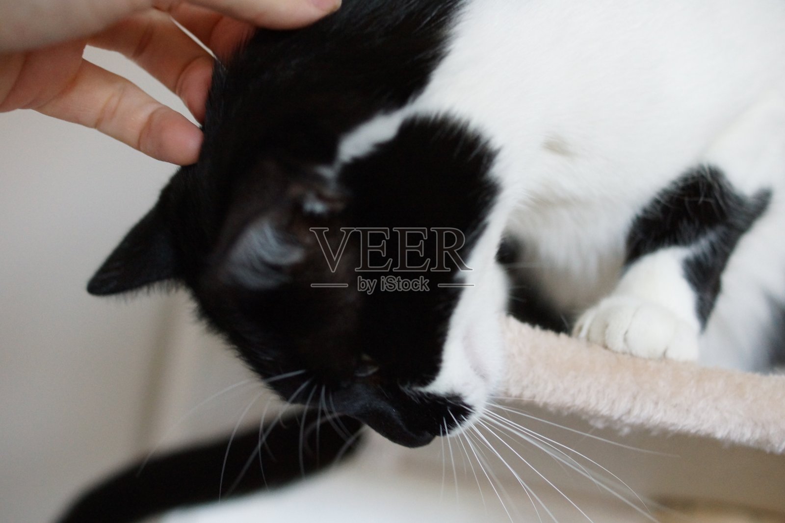 年轻漂亮的黑白猫。照片摄影图片