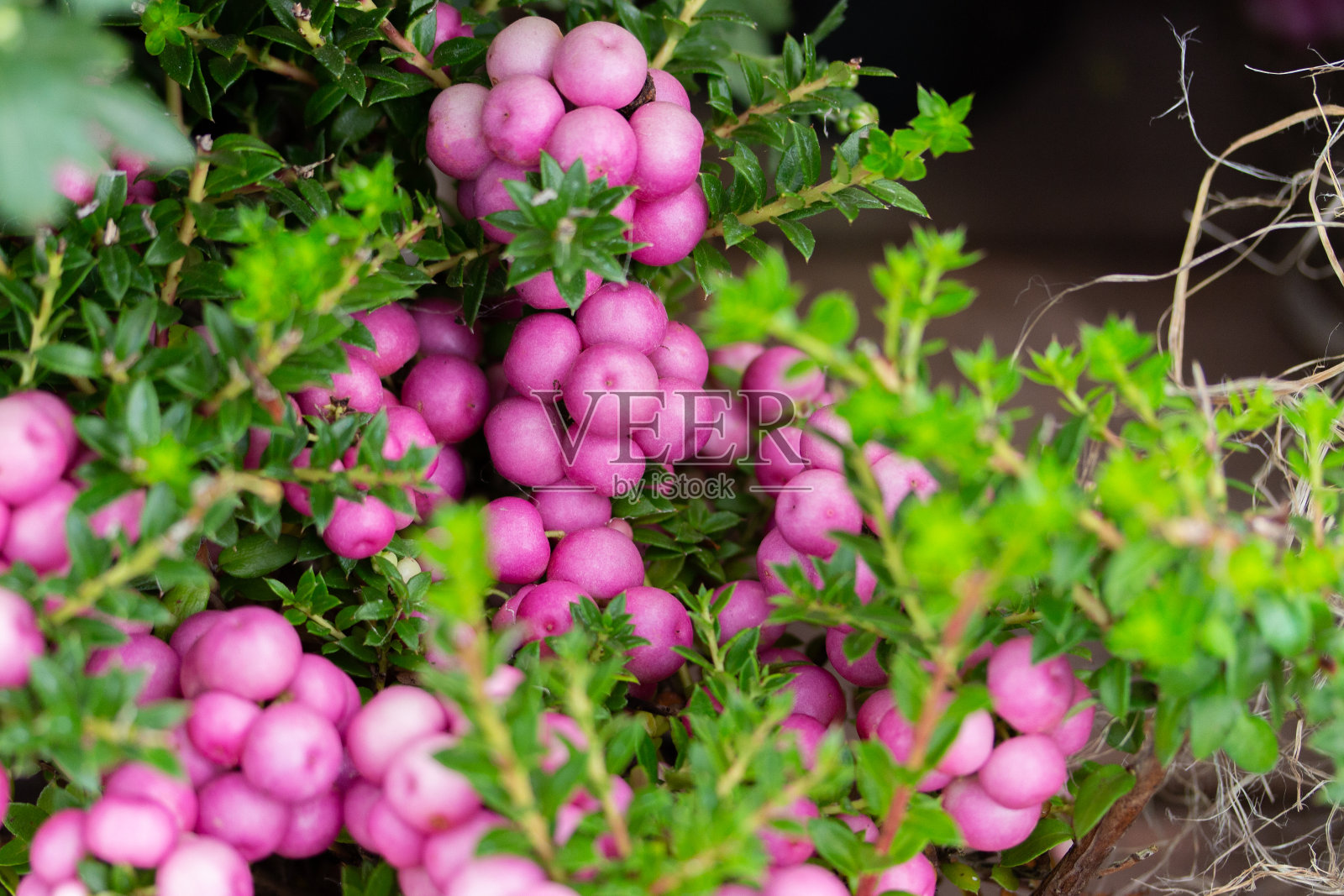 粉红色的百合花浆果与叶子特写，自然背景，花园粉红浆果高丽雅照片摄影图片