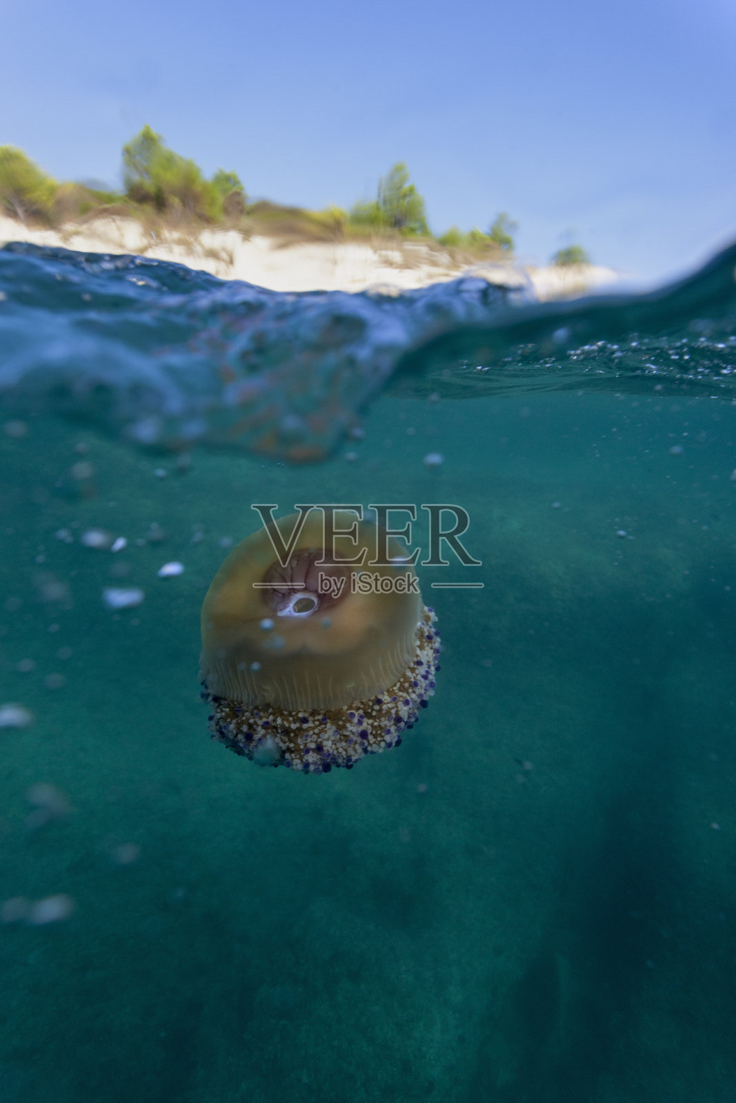 克罗地亚，亚得里亚海附近的一种地中海水母照片摄影图片