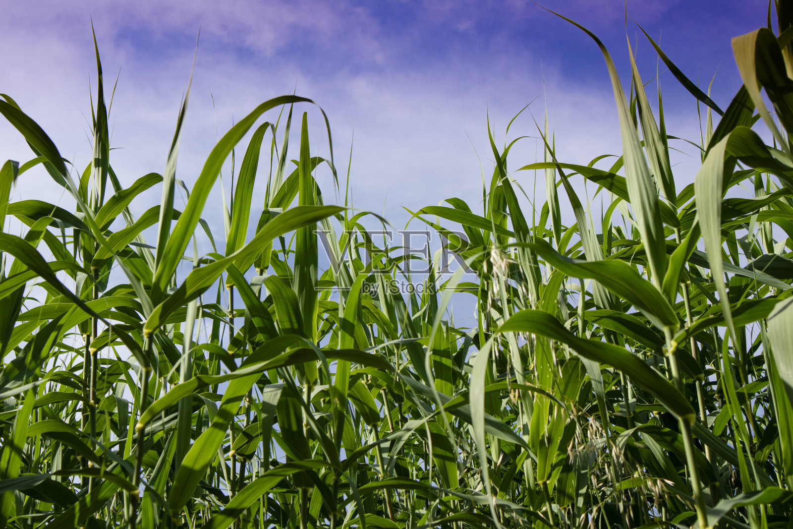 夏季常见的灌木照片摄影图片