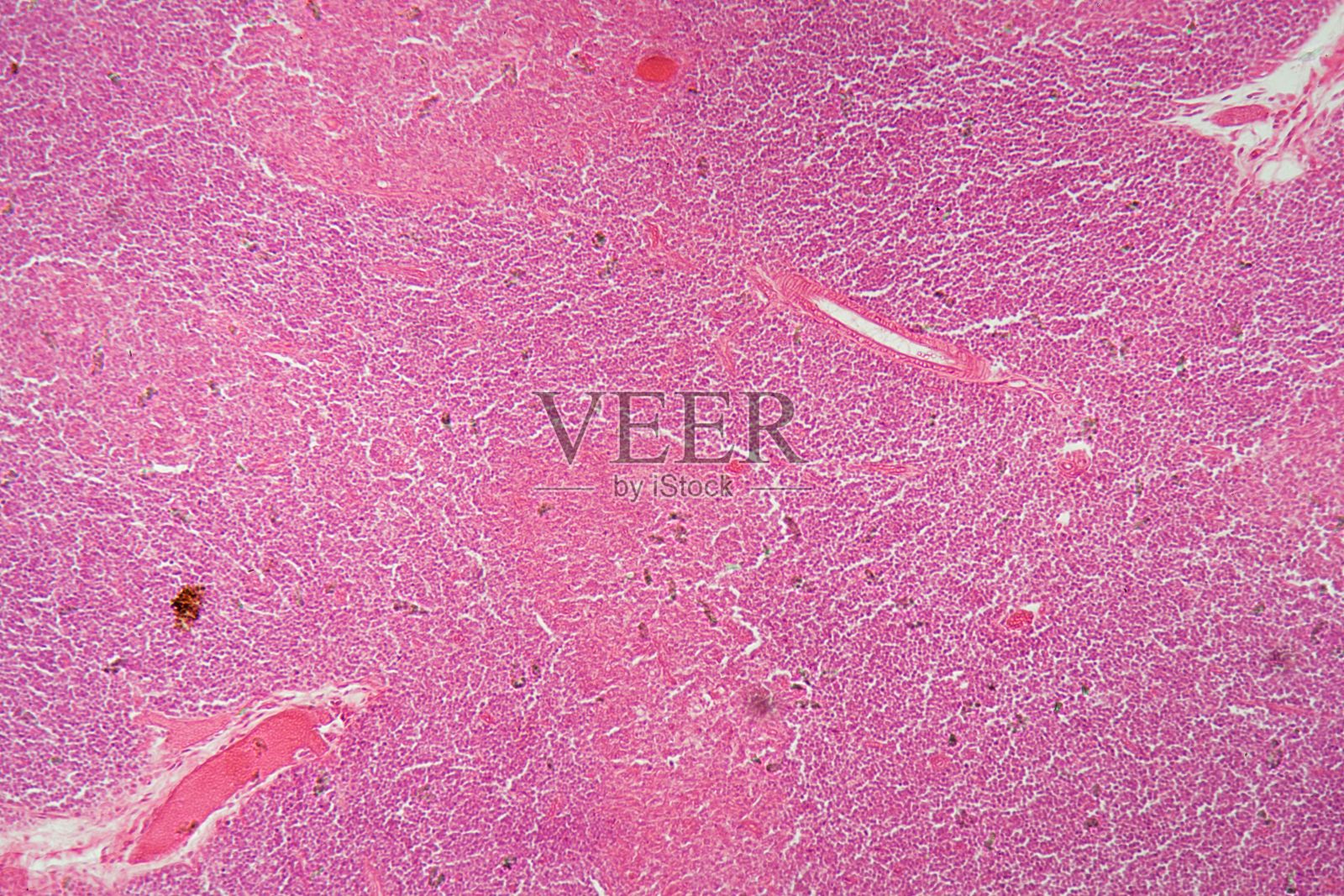 显微镜下的人类胸腺细胞照片摄影图片