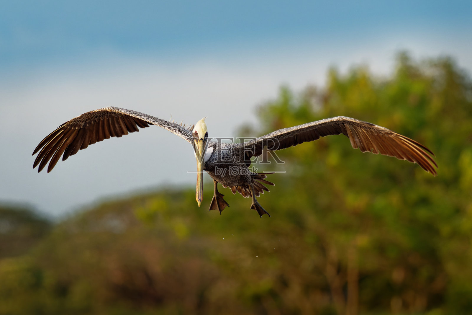 褐鹈鹕-西鹈鹕科鹈鹕科的大鸟，是美洲发现的三种之一，也是两种靠潜水觅食的鹈鹕之一。在海里飞行和钓鱼。照片摄影图片