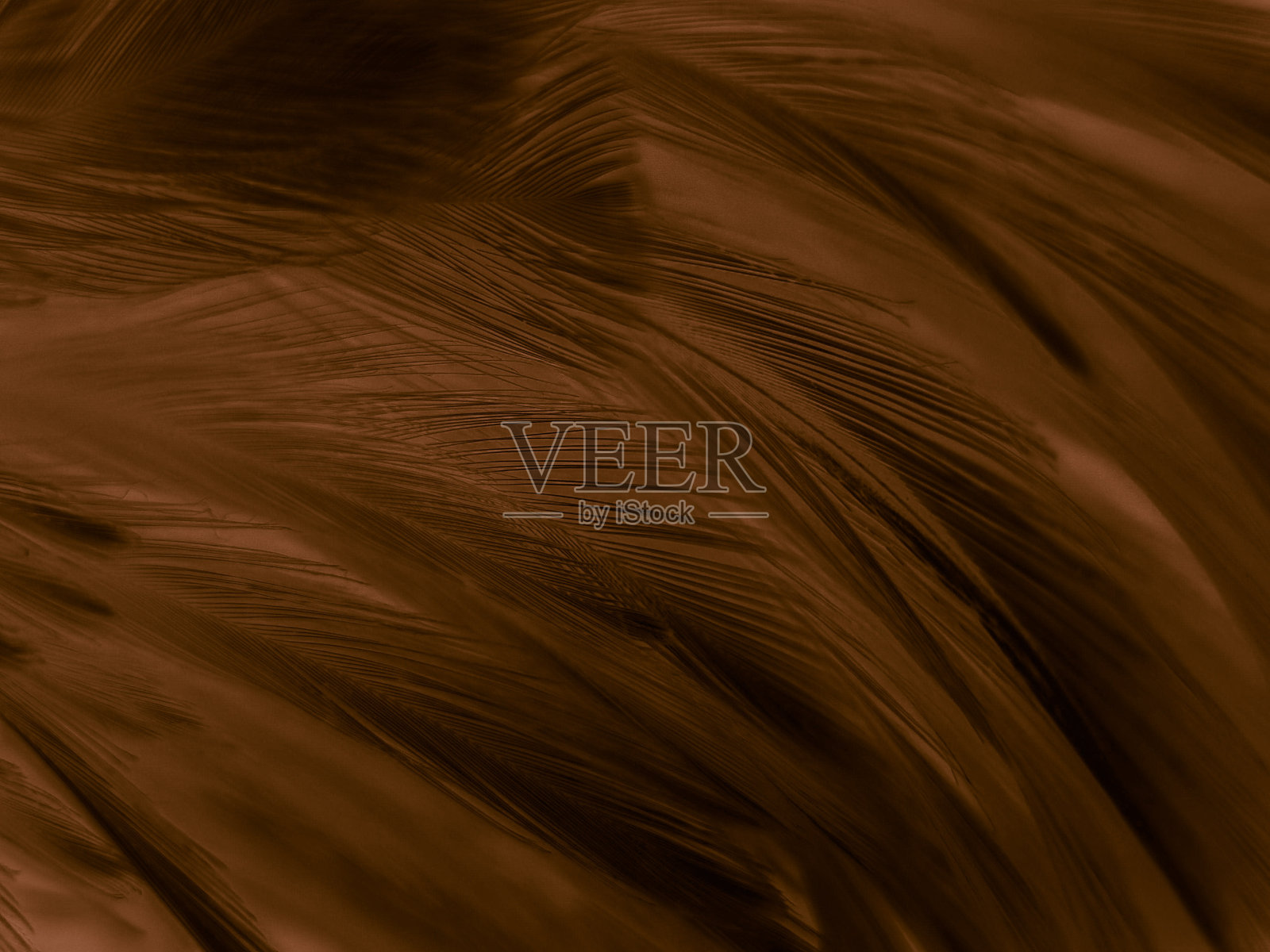 美丽的抽象柔和的橙色羽毛在黑暗的背景，柔软的棕色羽毛纹理在黑色的背景，黄色的羽毛背景照片摄影图片