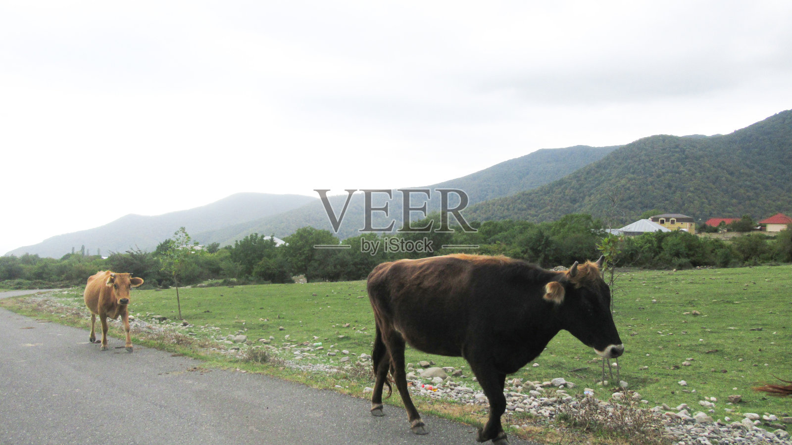 牛走在乡村主路的一侧照片摄影图片