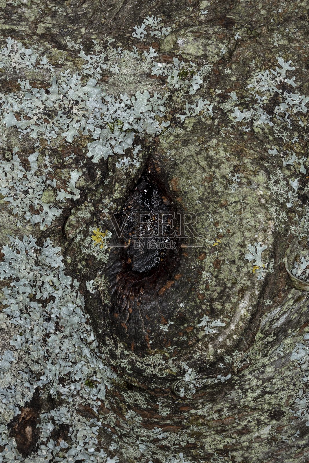 秋天的苔藓和树皮。照片摄影图片