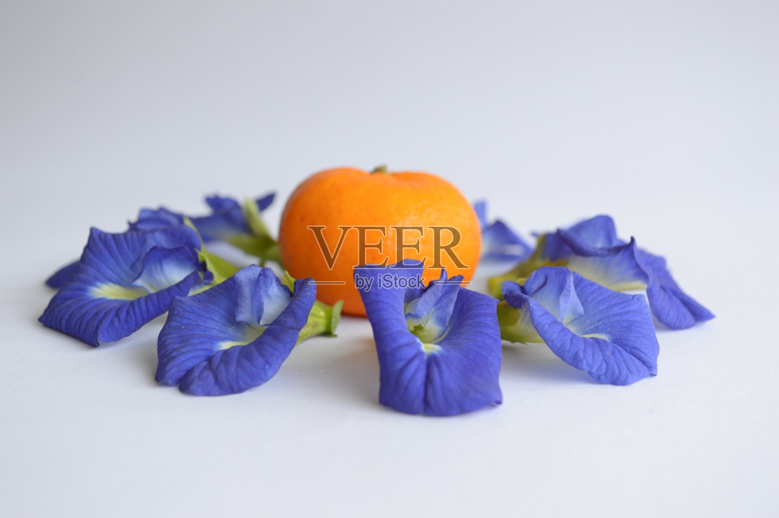 白色背景上的蝴蝶、豌豆花和橙子照片摄影图片