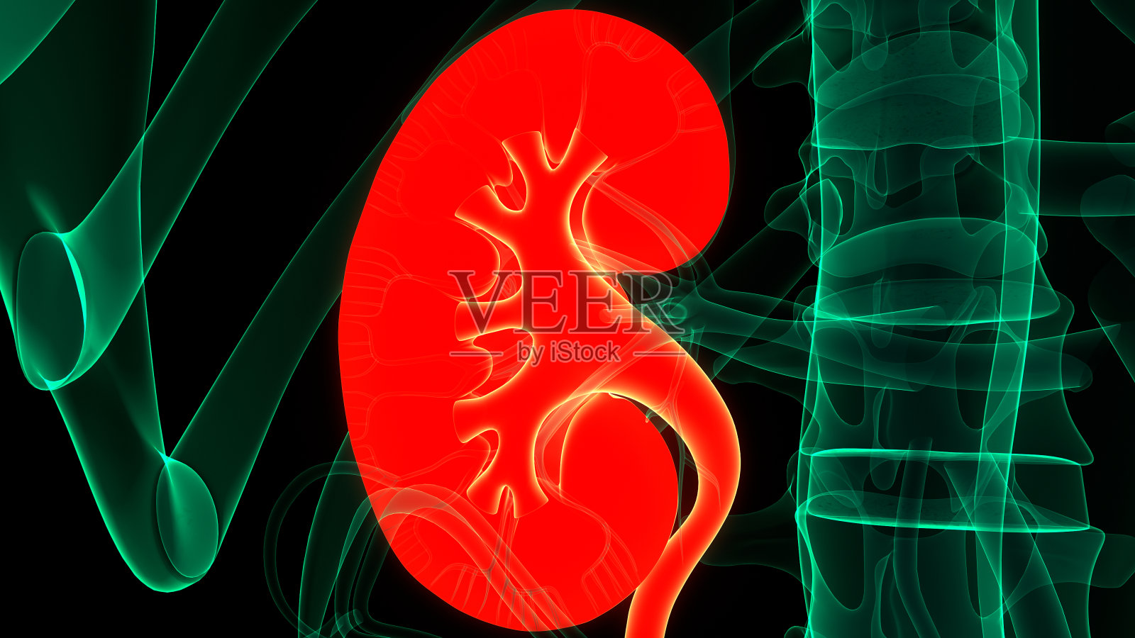 人体泌尿系统及肾脏解剖学照片摄影图片