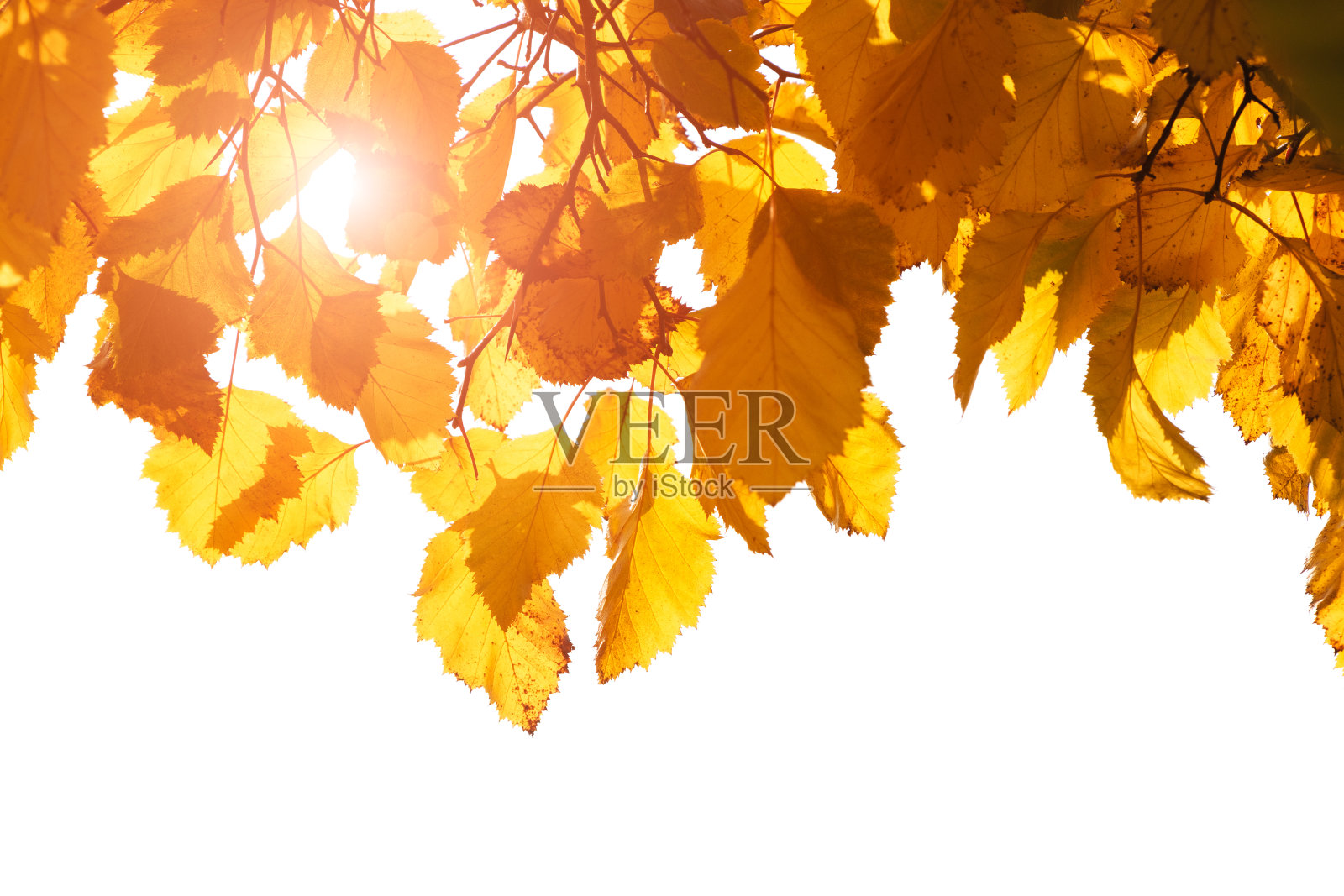 秋天橙色的叶子在白色的背景上。秋叶孤立在白色的背景上。照片摄影图片