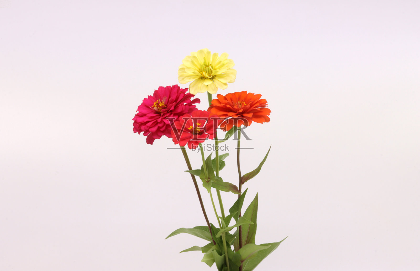 百日草孤立在白色背景照片摄影图片