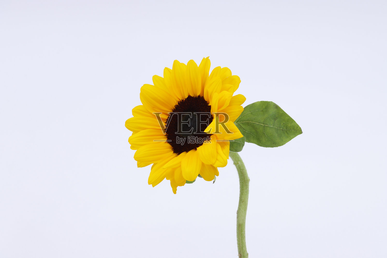 向日葵孤立在白色背景照片摄影图片