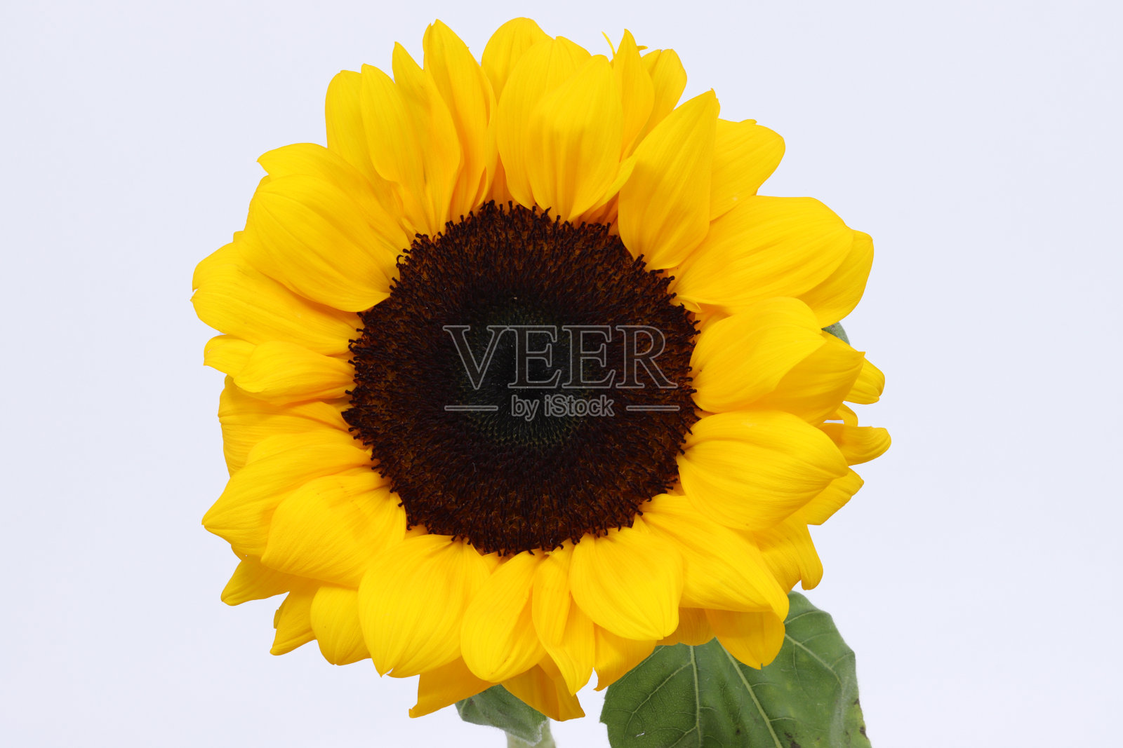 向日葵孤立在白色背景照片摄影图片