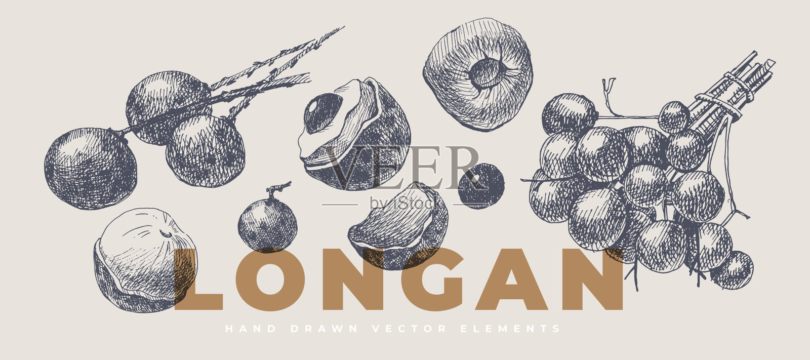 手绘单色龙眼在光孤立的背景。插画图片素材