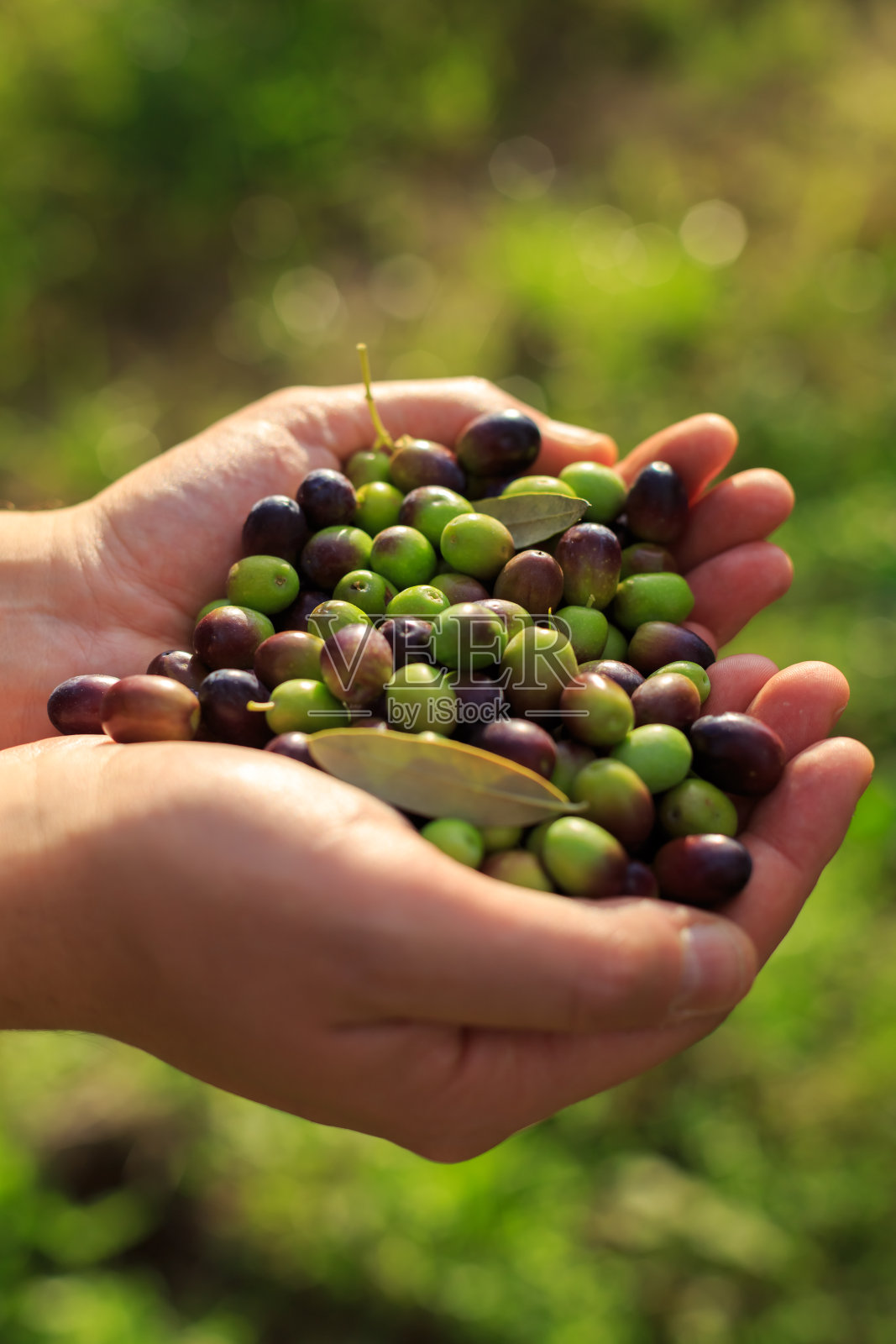 农民在收获后手里拿着橄榄果实照片摄影图片