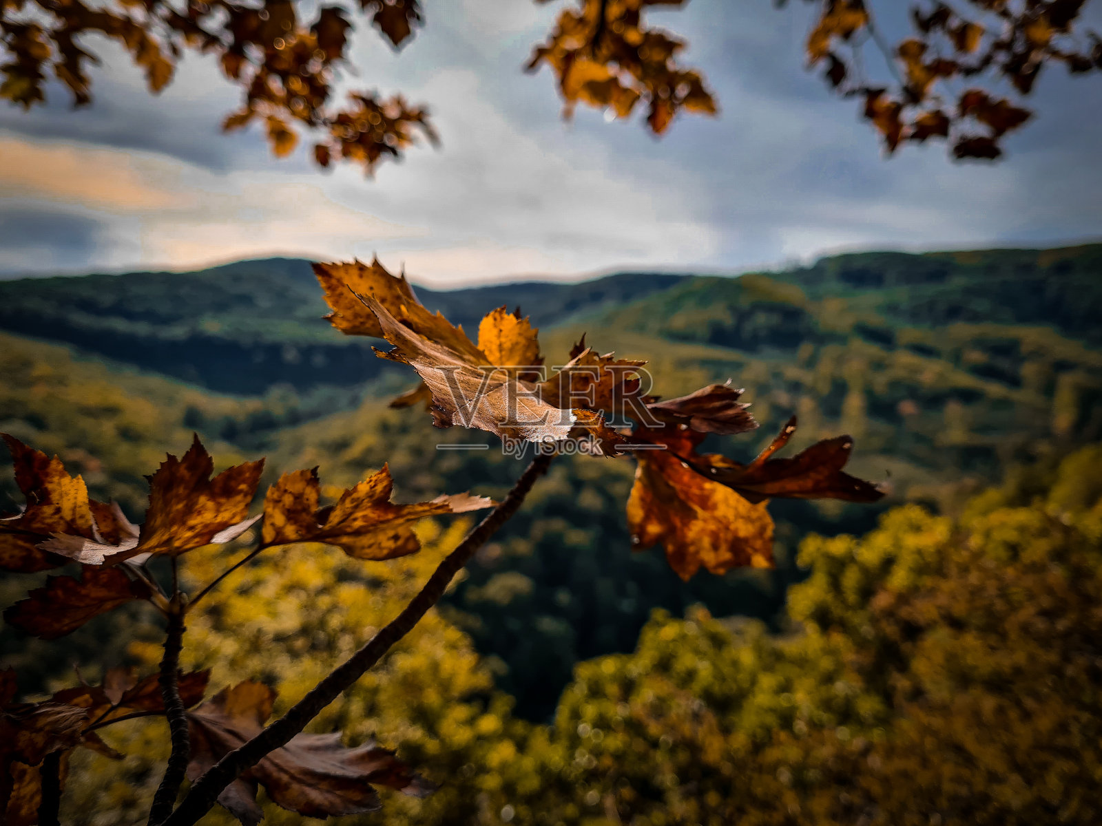 秋天的落叶照片摄影图片