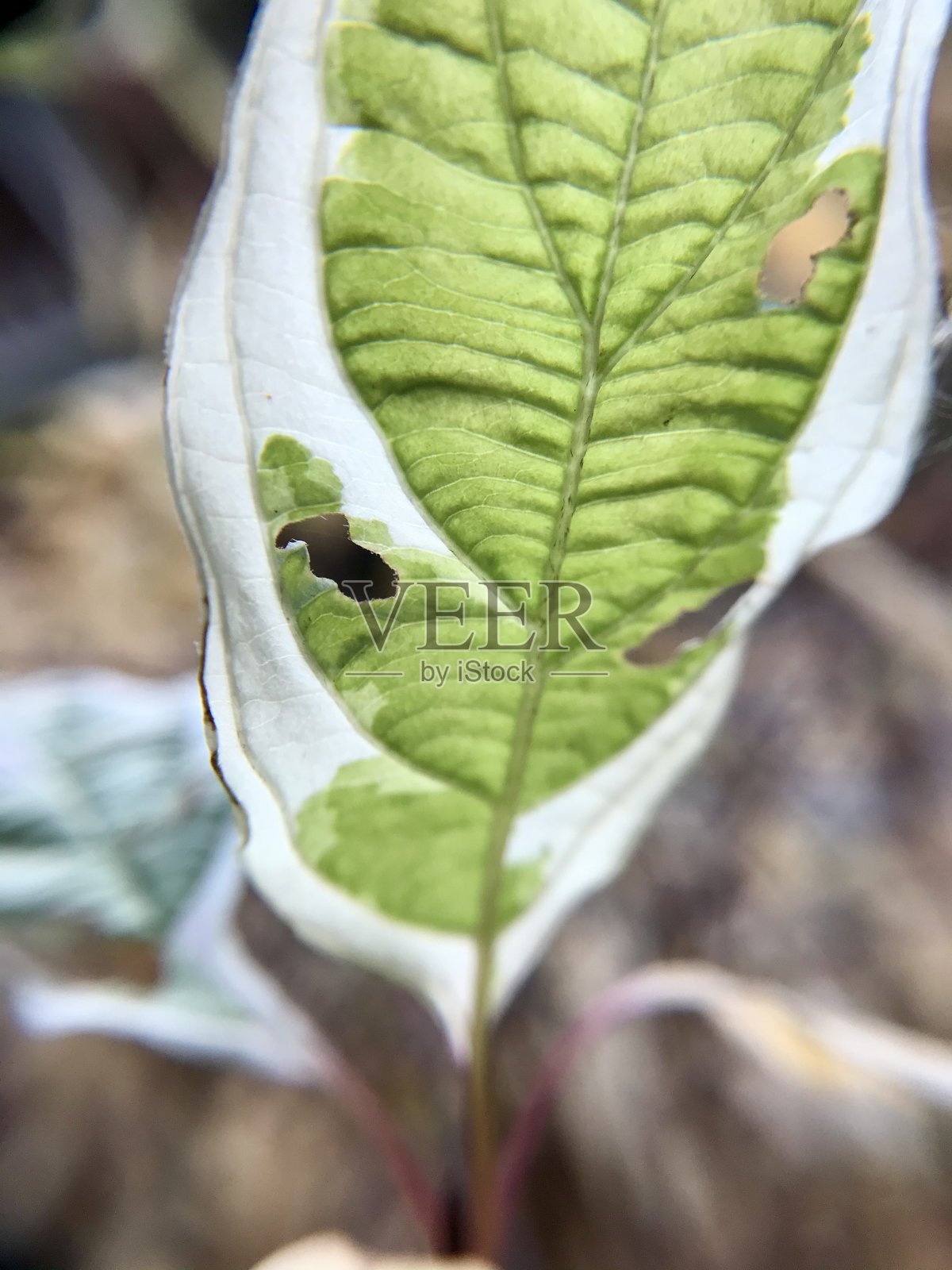 叶子我独自一人照片摄影图片