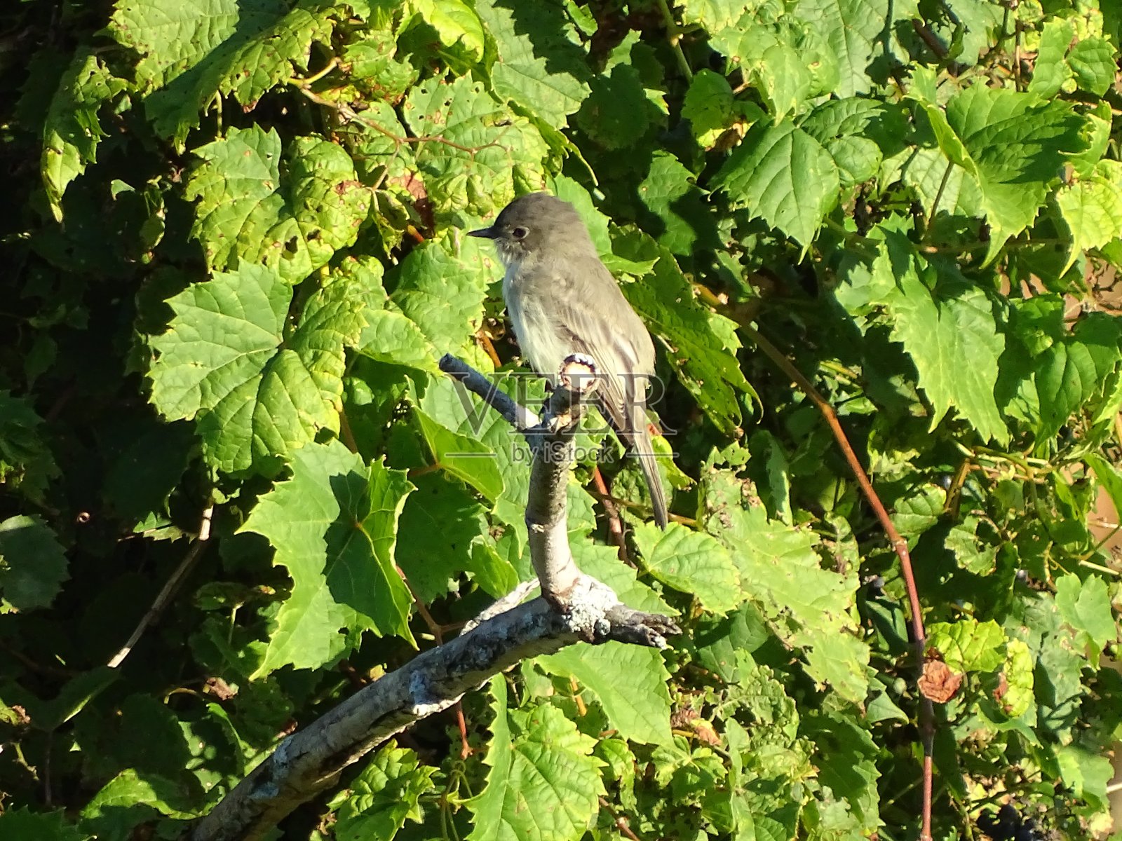 当地的鸟类照片摄影图片