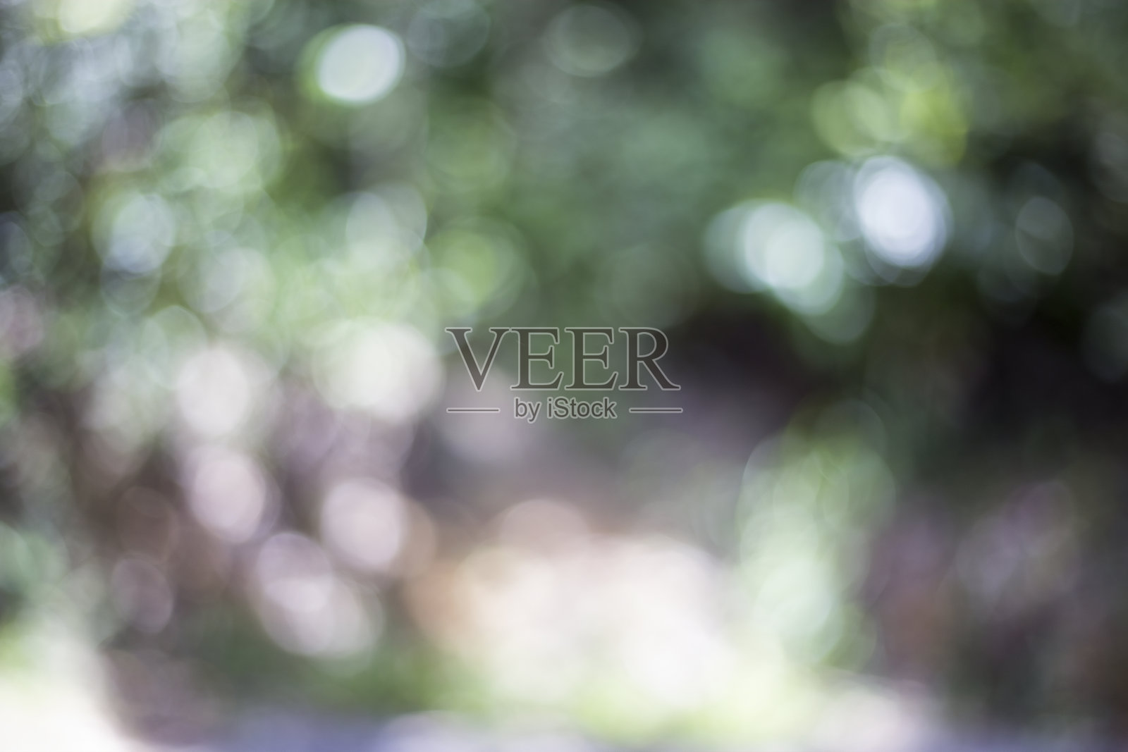 澳大利亚昆士兰热带雨林中的自然模糊散焦照片摄影图片