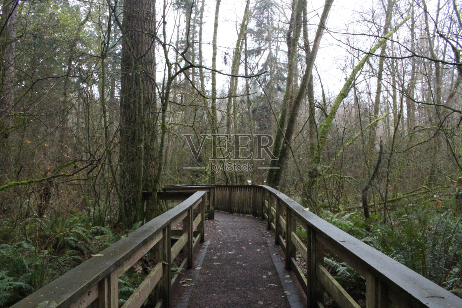 森林照片摄影图片