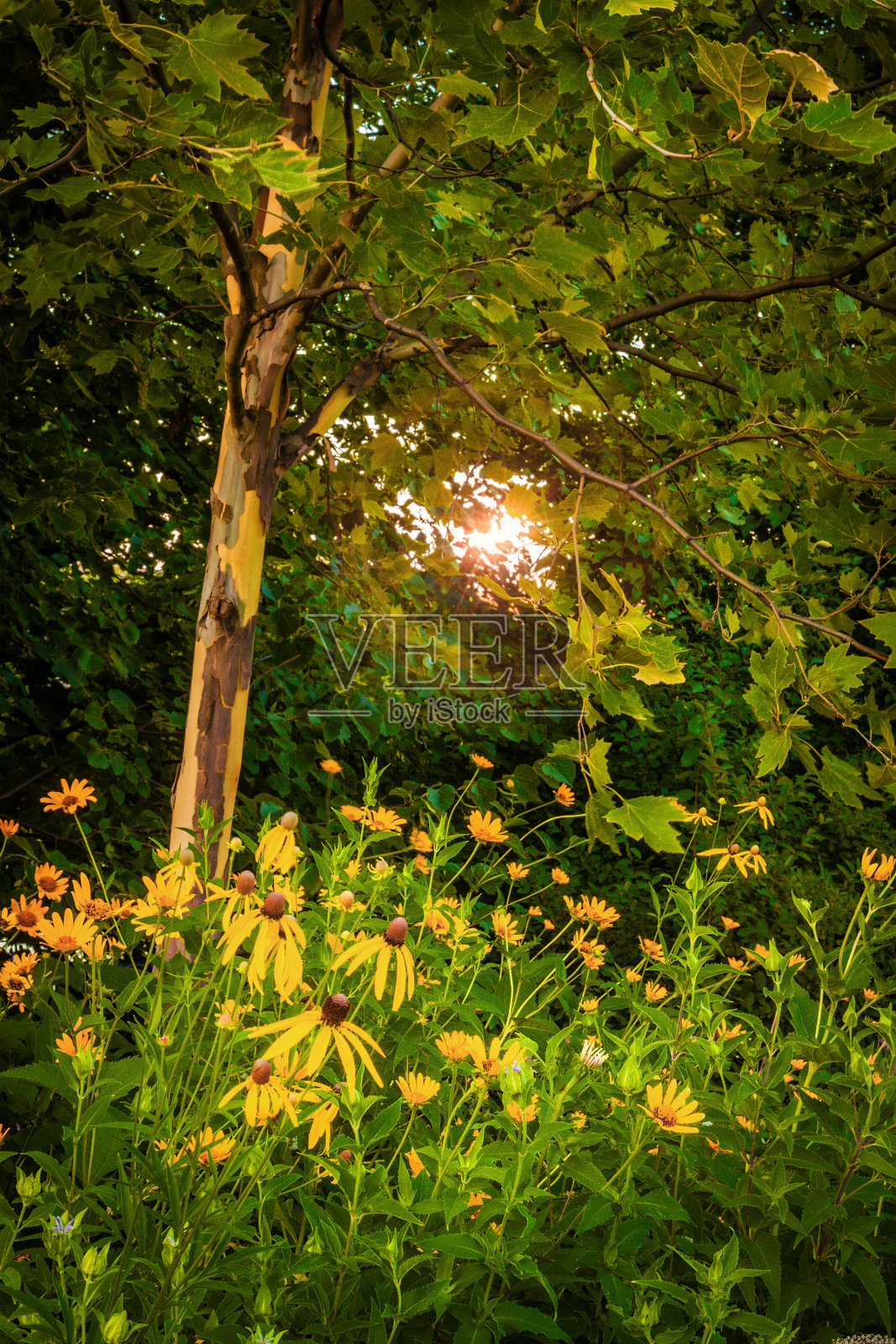 树林里的野花照片摄影图片