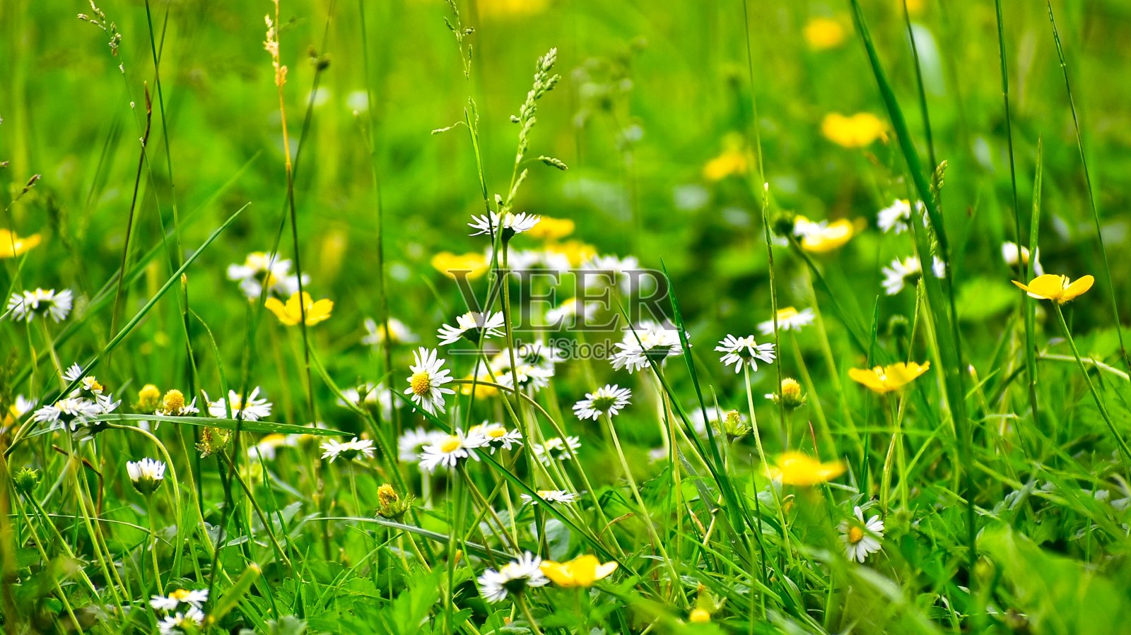 绿野和鲜花照片摄影图片