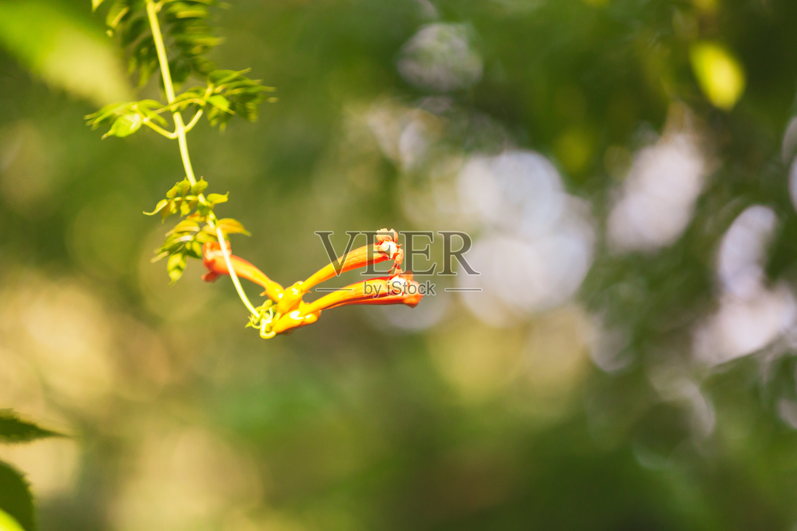 有两朵花的喇叭藤照片摄影图片