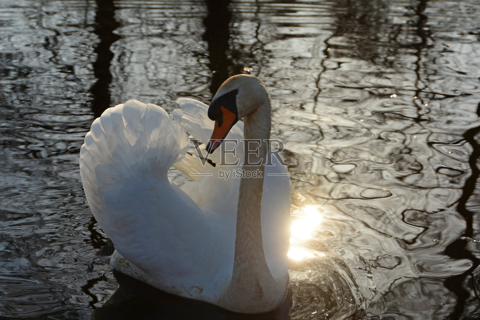 疣鼻天鹅。照片摄影图片