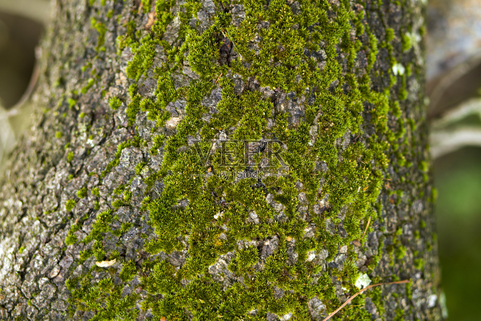 树皮上的苔藓照片摄影图片