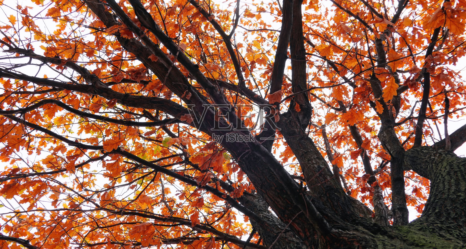 金色的橡树在秋天从下面照片摄影图片