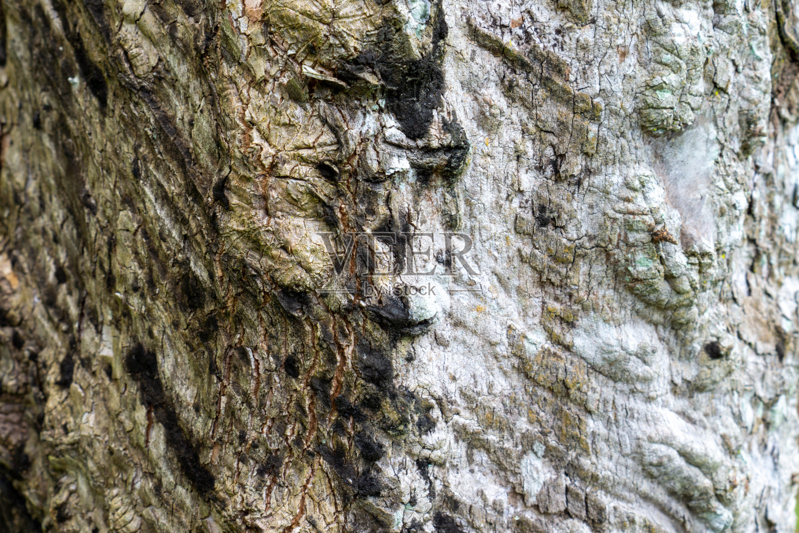 树皮纹理适合作背景照片摄影图片