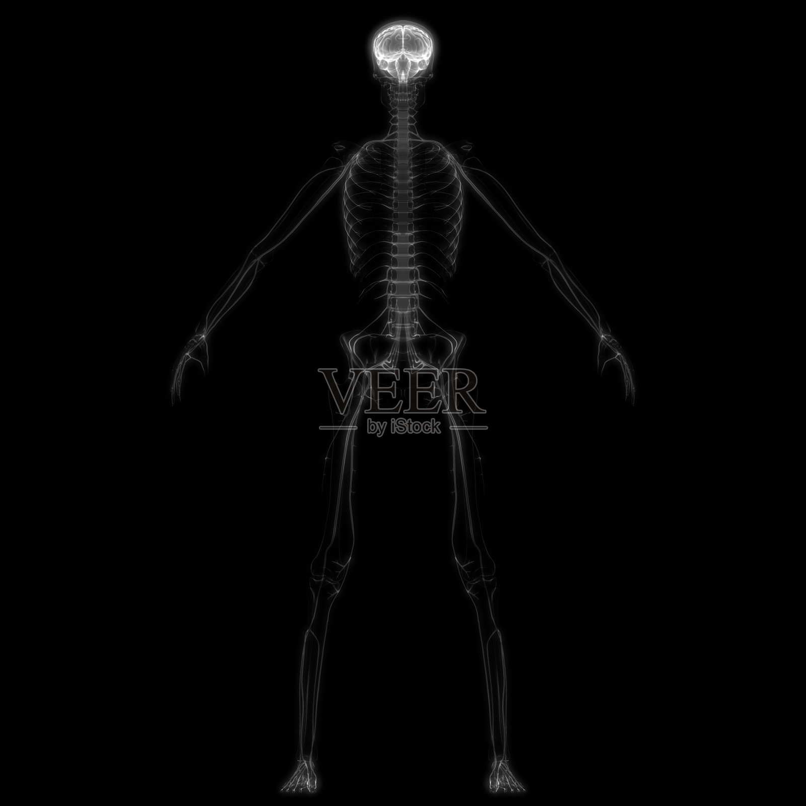 人体神经系统和大脑解剖照片摄影图片