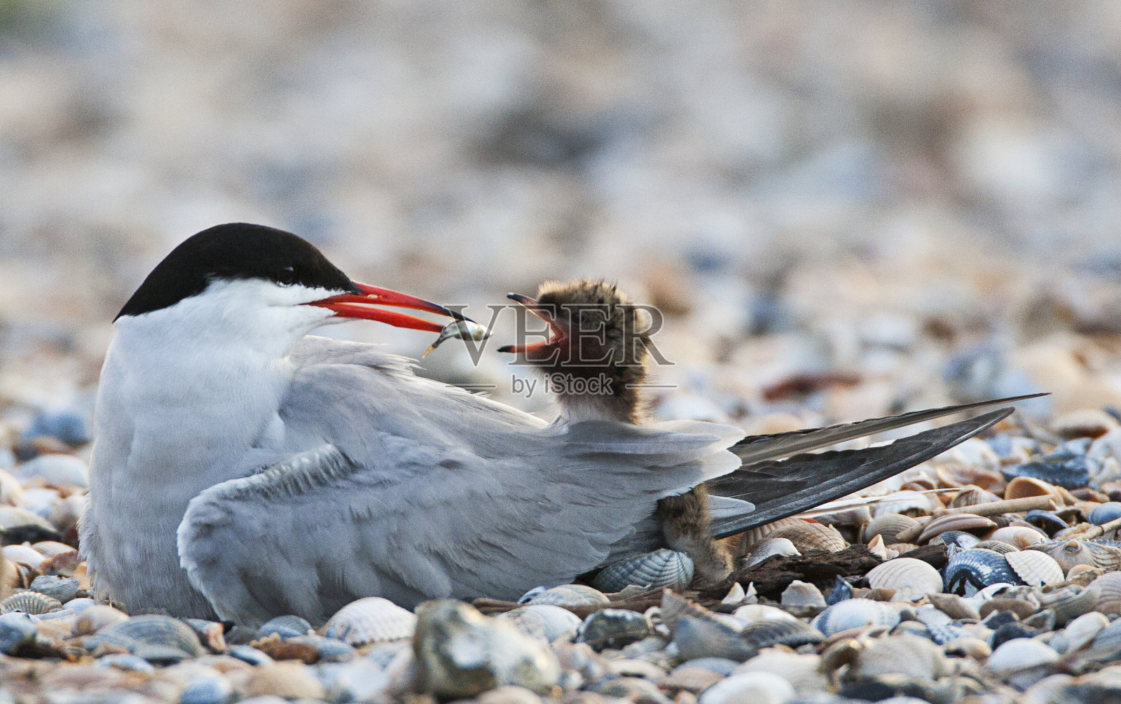 普通燕鸥，带着小鸡照片摄影图片