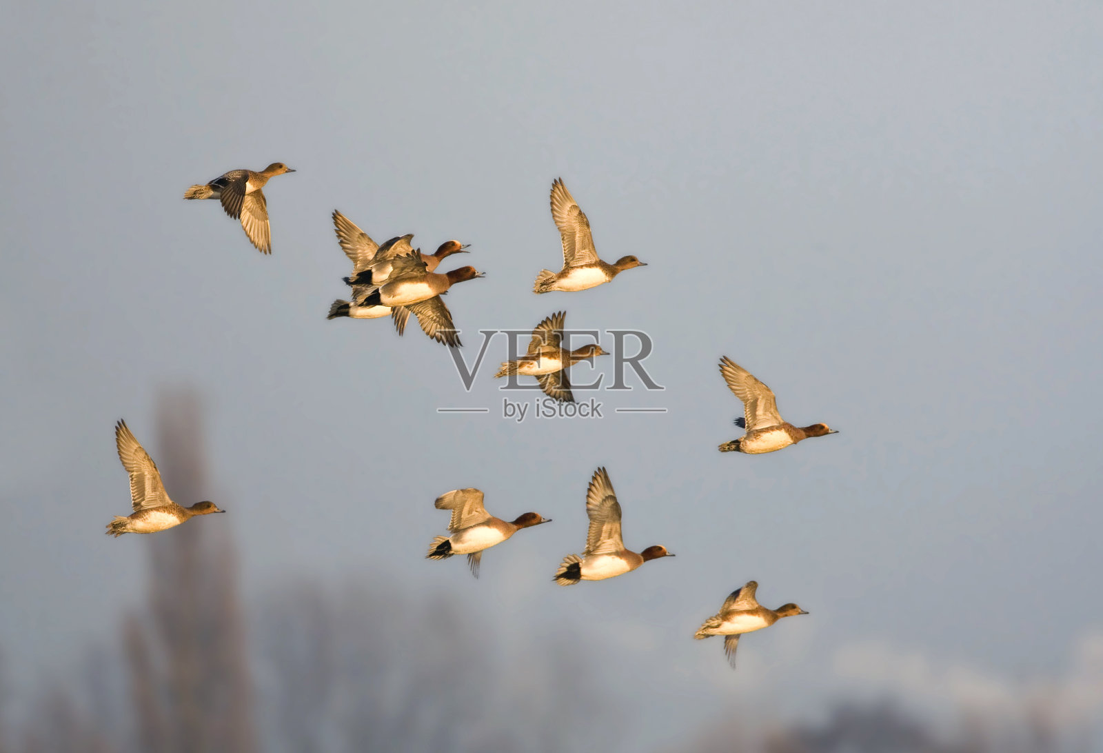史密斯，欧亚威根，阿纳斯·佩内洛普照片摄影图片