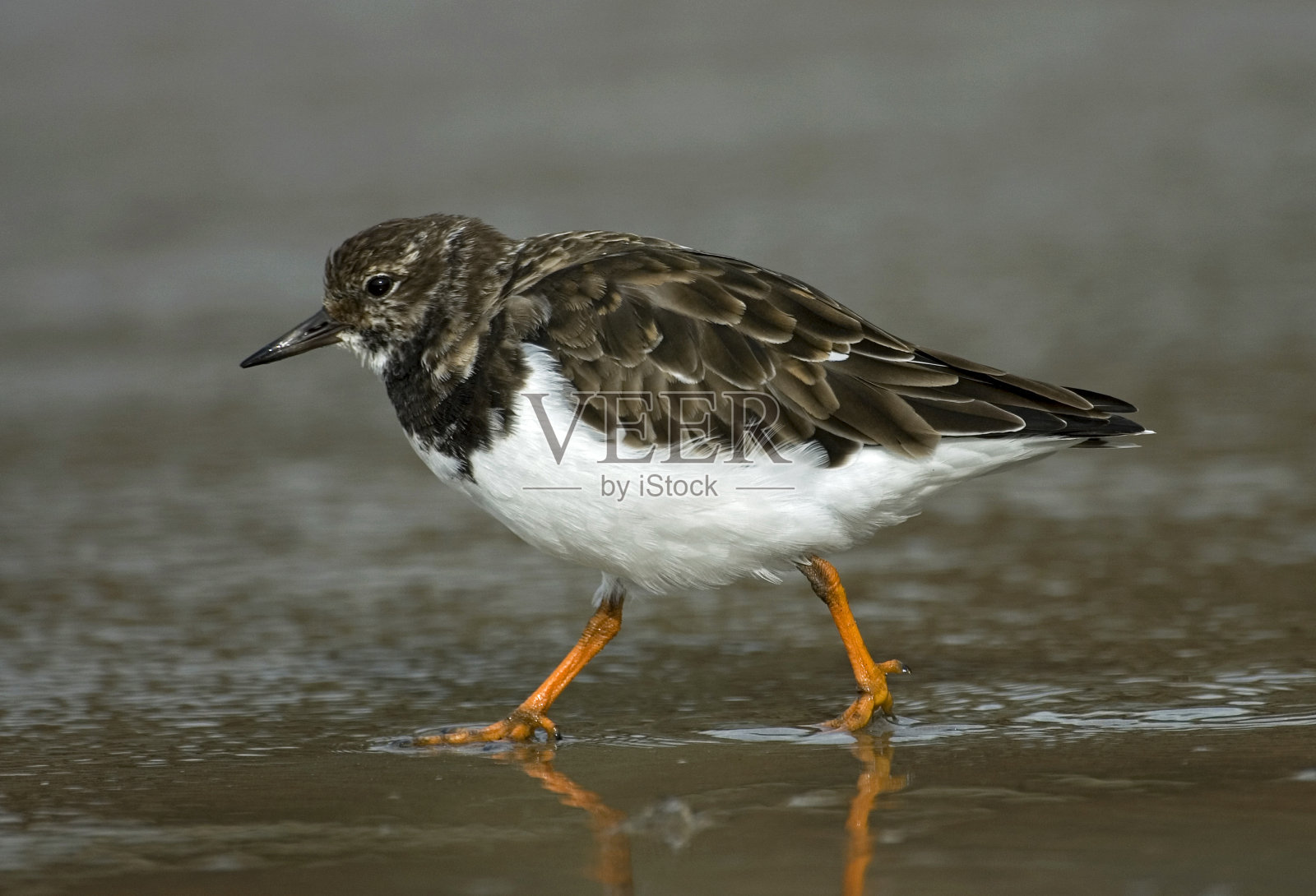 拉迪·特恩斯通，史蒂恩洛珀，阿里纳斯解说照片摄影图片