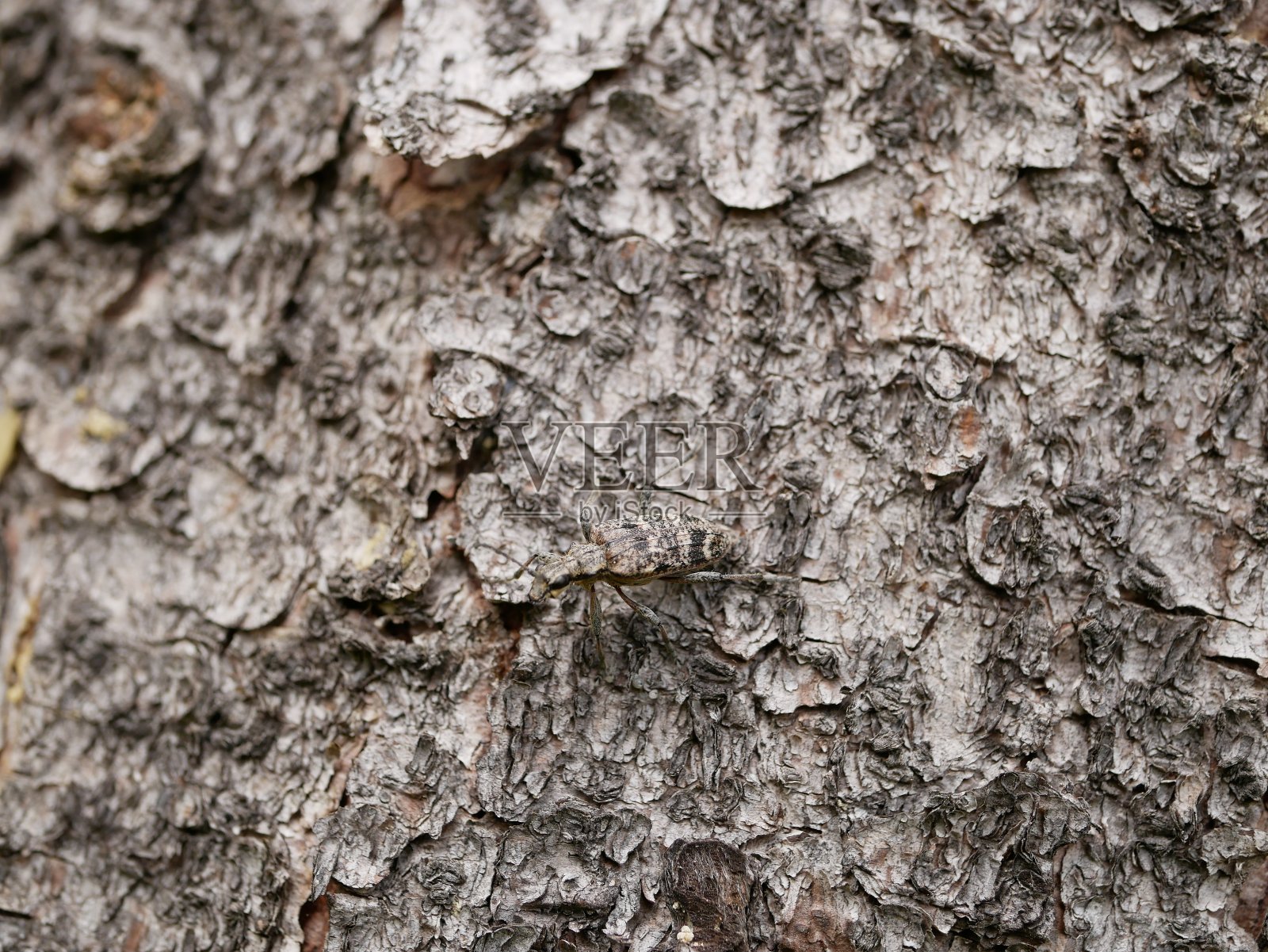 一只在松树树皮上长着短胡须的小甲虫，在多云的春日里几乎是看不见的。自然条件下的害虫甲虫的成虫。照片摄影图片