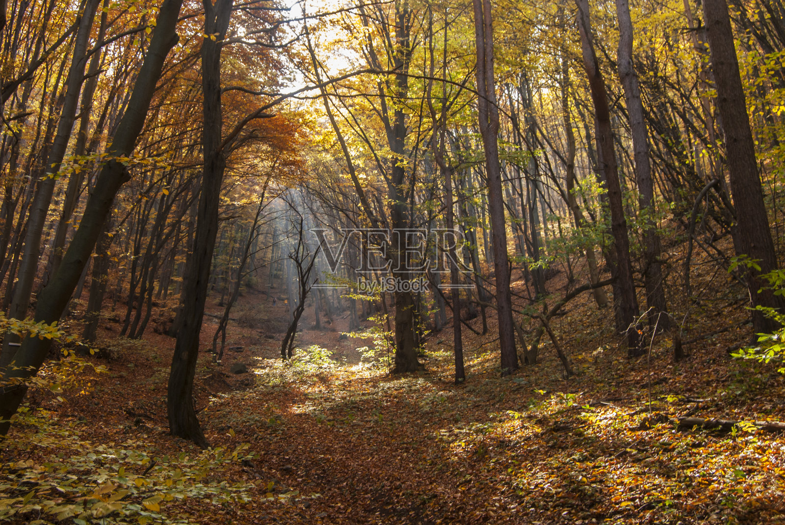 秋天的森林特写镜头照片摄影图片