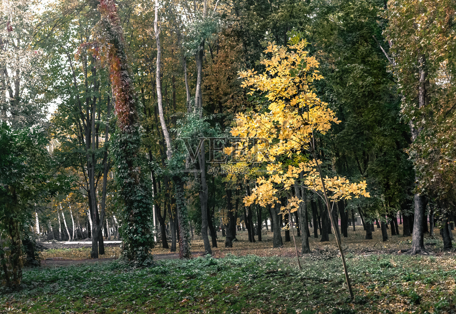 公园里的一棵黄色的树，背景是绿色的树叶。照片摄影图片