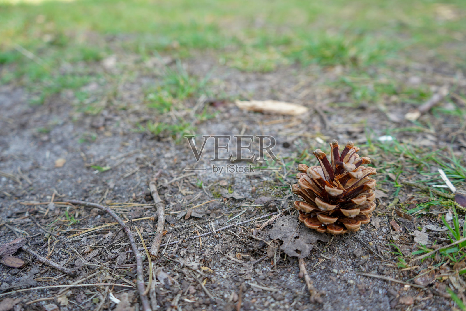 森林地面上的一颗松果照片摄影图片