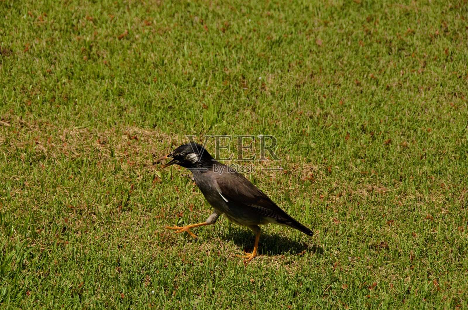 来自日本自然的美丽摄影，高品质照片摄影图片