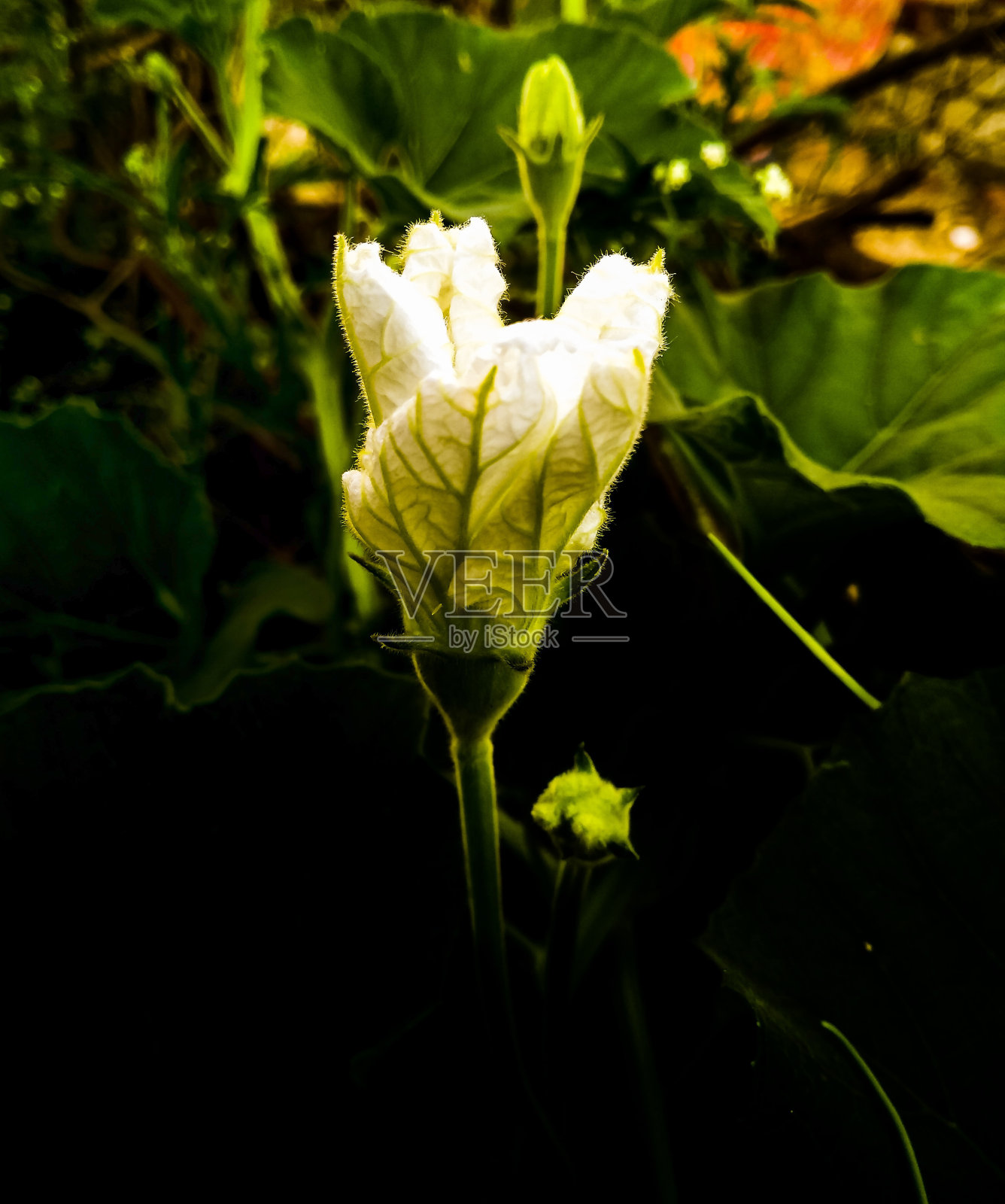 花照片摄影图片