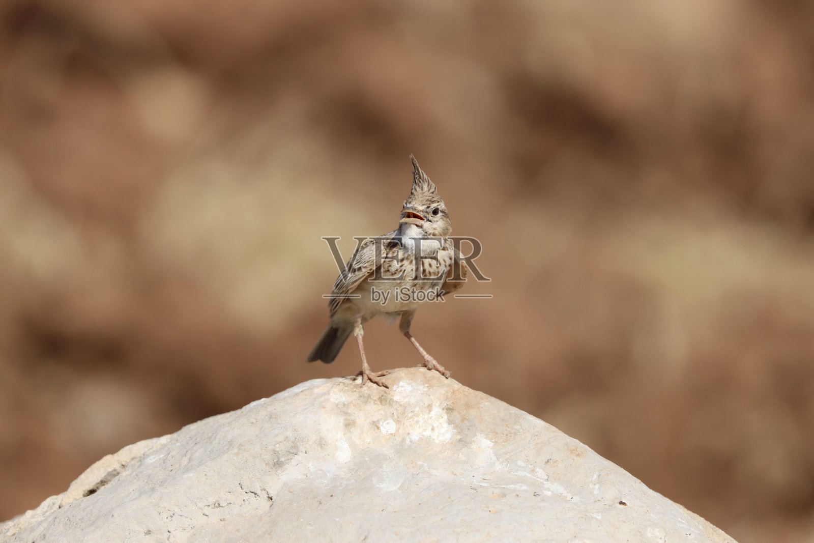 大石头上的有冠云雀照片摄影图片