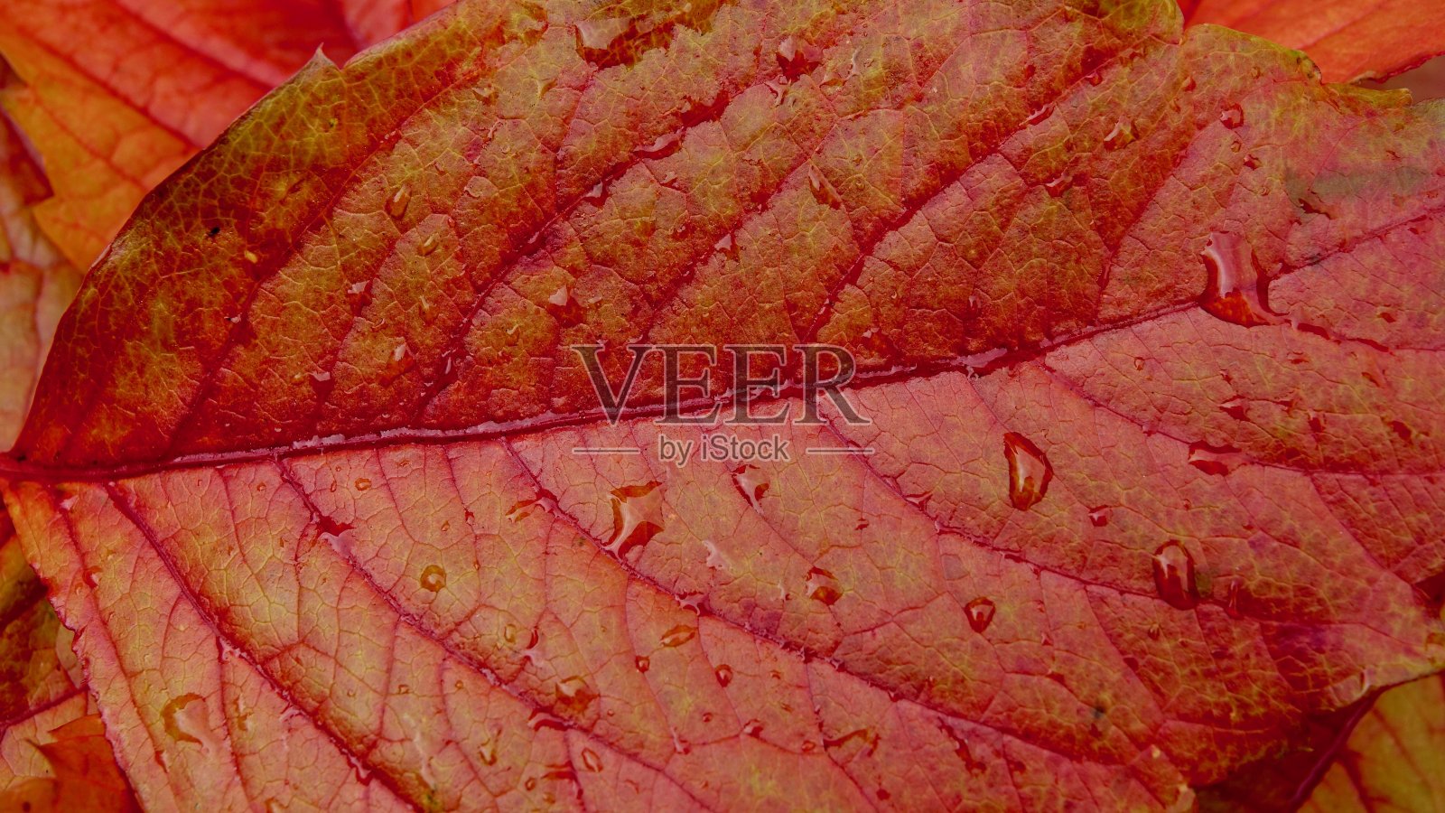 秋天的叶子，红色的叶子在秋天照片摄影图片