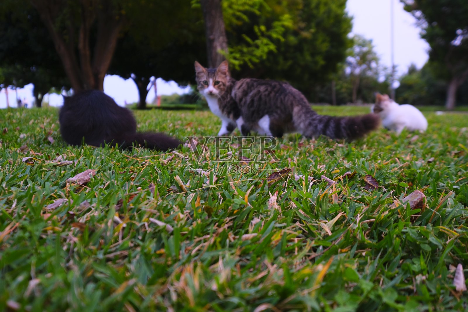 秋天照片摄影图片