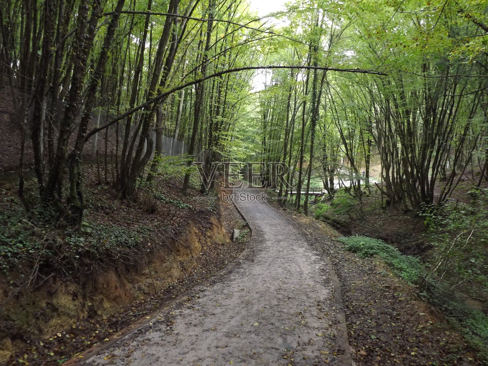 自然,秋天,自然走了照片摄影图片