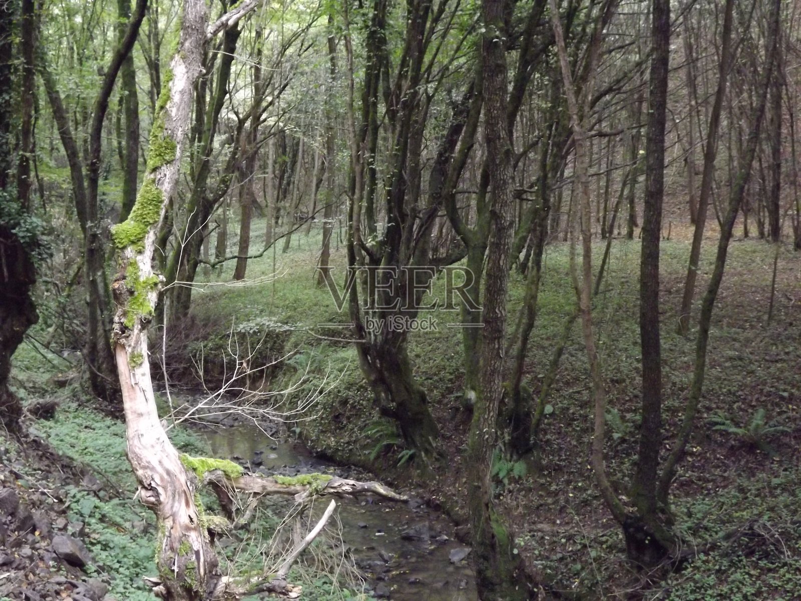 自然,秋天,自然走了照片摄影图片