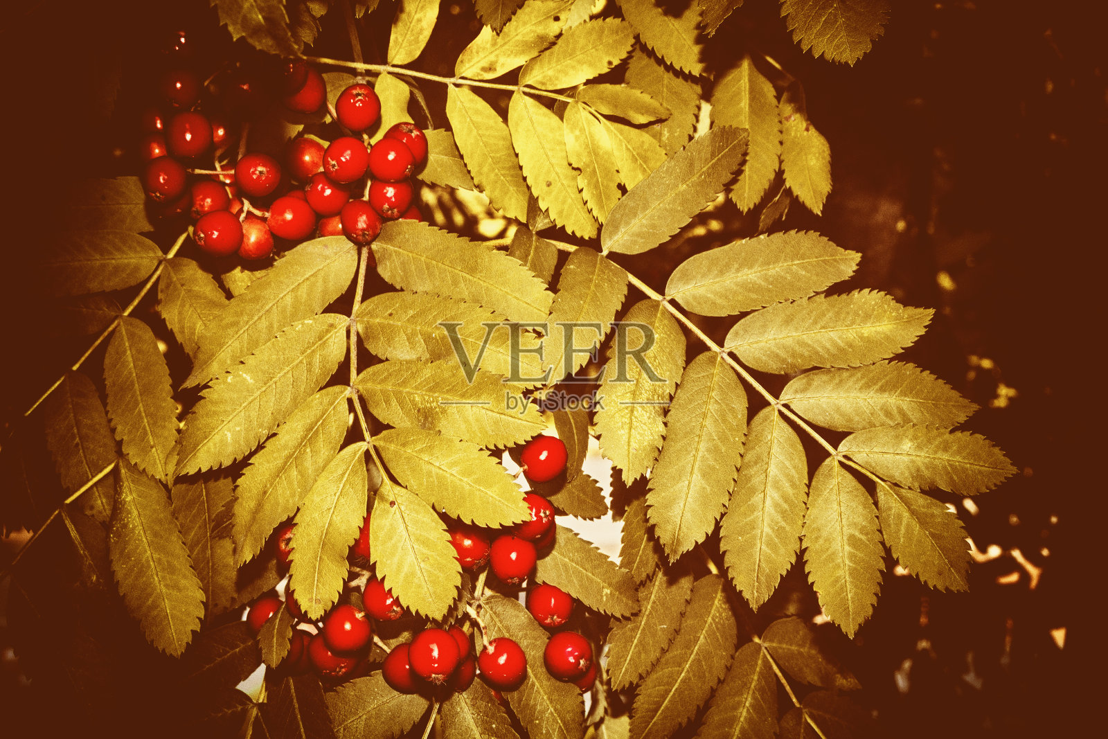 秋天的风景照片摄影图片