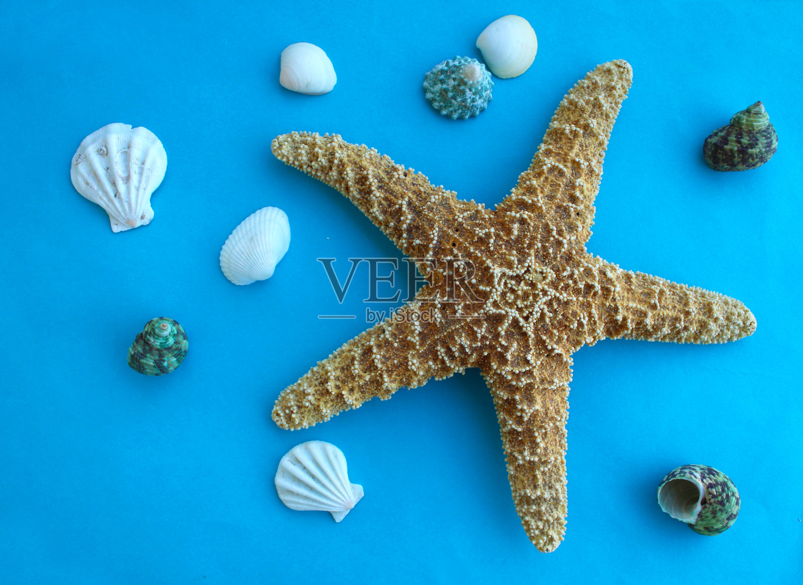 蓝色背景上的海星和贝壳照片摄影图片